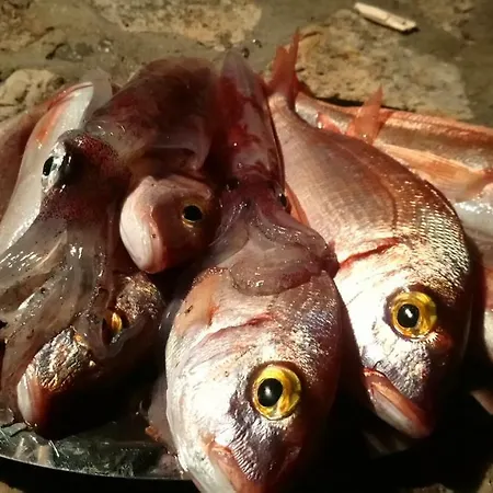 Josip Ii Διαμέρισμα